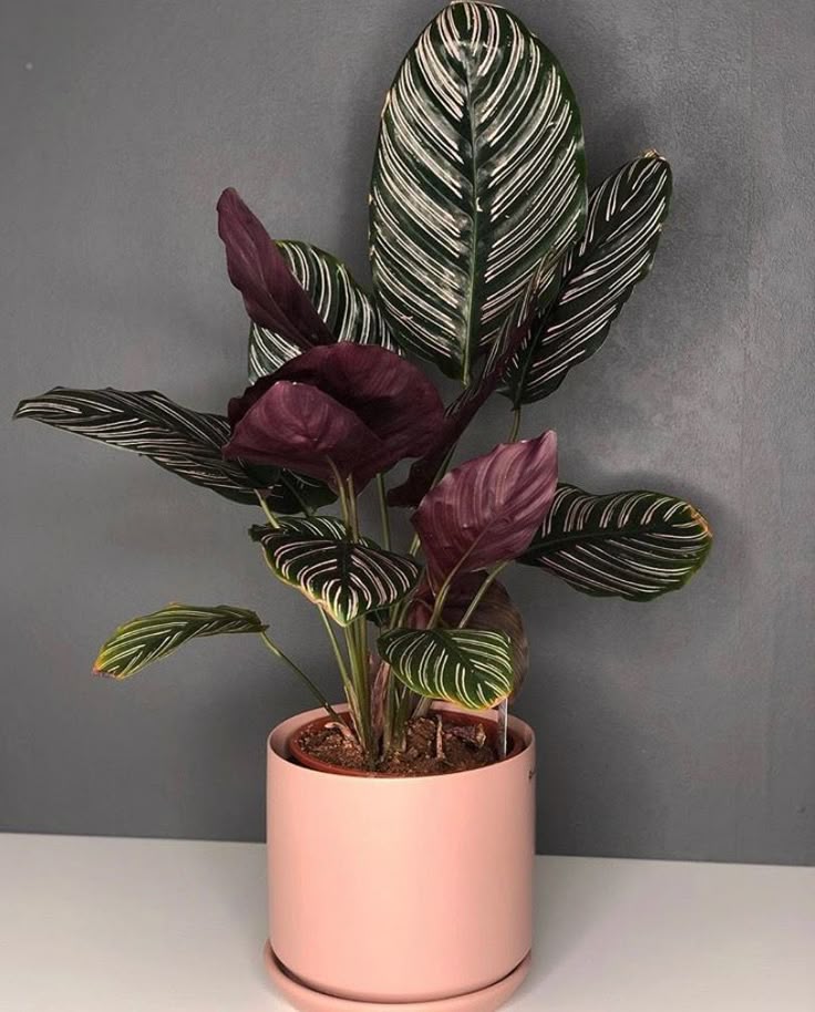 Calathea Ornata